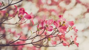 Preview wallpaper dogwood, flowers, petals, branches, spring, pink