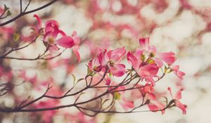 Preview wallpaper dogwood, flowers, petals, branches, spring, pink