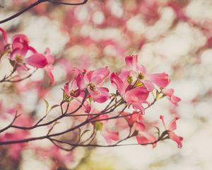 Preview wallpaper dogwood, flowers, petals, branches, spring, pink