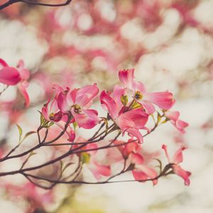 Preview wallpaper dogwood, flowers, petals, branches, spring, pink