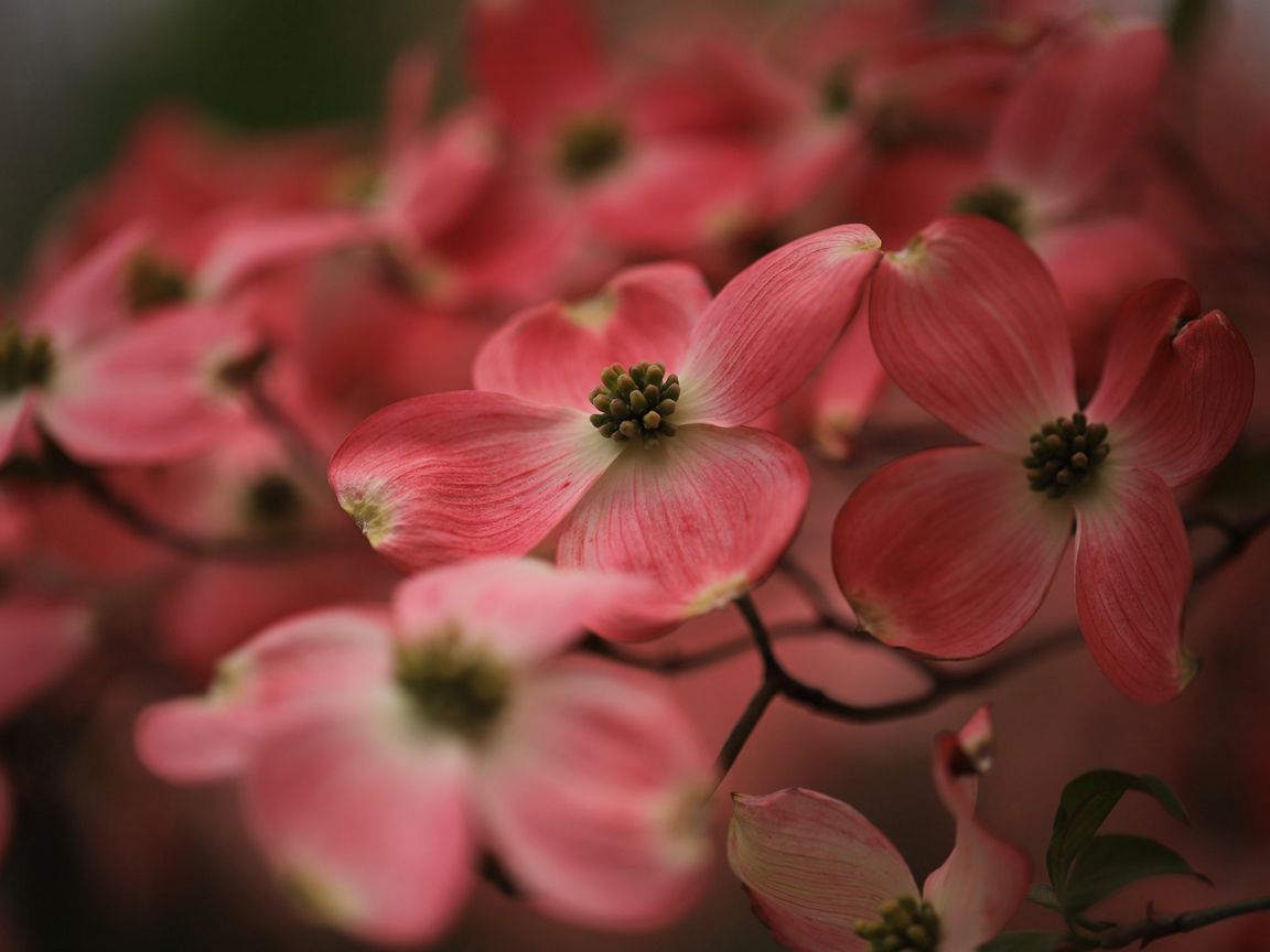 Download wallpaper 1152x864 dogwood, flowers, petals, macro, pink