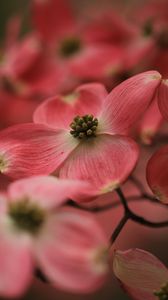 Preview wallpaper dogwood, flowers, petals, macro, pink