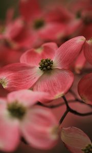 Preview wallpaper dogwood, flowers, petals, macro, pink