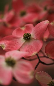 Preview wallpaper dogwood, flowers, petals, macro, pink