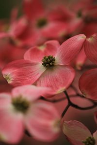 Preview wallpaper dogwood, flowers, petals, macro, pink