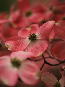 Preview wallpaper dogwood, flowers, petals, macro, pink