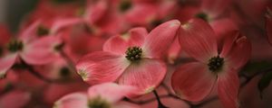 Preview wallpaper dogwood, flowers, petals, macro, pink