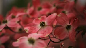 Preview wallpaper dogwood, flowers, petals, macro, pink