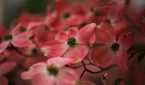 Preview wallpaper dogwood, flowers, petals, macro, pink