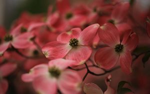 Preview wallpaper dogwood, flowers, petals, macro, pink