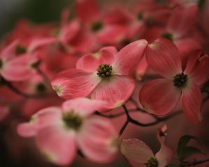 Preview wallpaper dogwood, flowers, petals, macro, pink