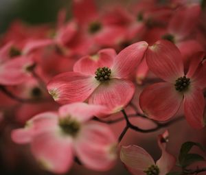 Preview wallpaper dogwood, flowers, petals, macro, pink