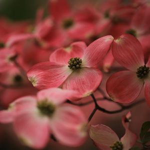 Preview wallpaper dogwood, flowers, petals, macro, pink