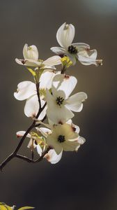 Preview wallpaper dogwood, flowers, petals, branch, macro