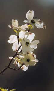 Preview wallpaper dogwood, flowers, petals, branch, macro