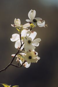 Preview wallpaper dogwood, flowers, petals, branch, macro