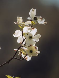 Preview wallpaper dogwood, flowers, petals, branch, macro