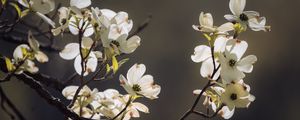 Preview wallpaper dogwood, flowers, petals, branch, macro