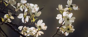 Preview wallpaper dogwood, flowers, petals, branch, macro