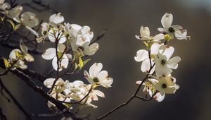 Preview wallpaper dogwood, flowers, petals, branch, macro