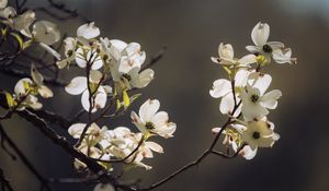 Preview wallpaper dogwood, flowers, petals, branch, macro