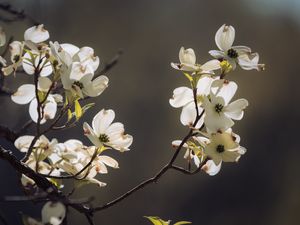 Preview wallpaper dogwood, flowers, petals, branch, macro