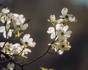 Preview wallpaper dogwood, flowers, petals, branch, macro