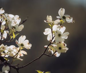 Preview wallpaper dogwood, flowers, petals, branch, macro