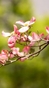 Preview wallpaper dogwood, flowers, petals, branch, blur