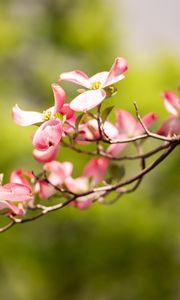 Preview wallpaper dogwood, flowers, petals, branch, blur