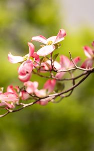 Preview wallpaper dogwood, flowers, petals, branch, blur