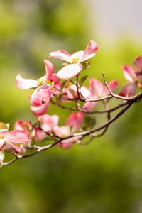 Preview wallpaper dogwood, flowers, petals, branch, blur