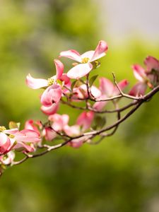 Preview wallpaper dogwood, flowers, petals, branch, blur