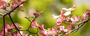 Preview wallpaper dogwood, flowers, petals, branch, blur