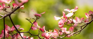 Preview wallpaper dogwood, flowers, petals, branch, blur