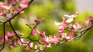 Preview wallpaper dogwood, flowers, petals, branch, blur