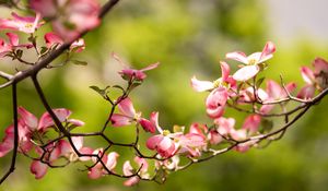 Preview wallpaper dogwood, flowers, petals, branch, blur