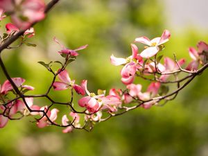 Preview wallpaper dogwood, flowers, petals, branch, blur