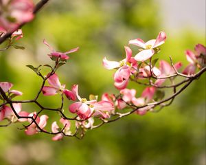 Preview wallpaper dogwood, flowers, petals, branch, blur