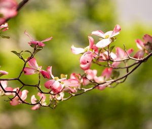 Preview wallpaper dogwood, flowers, petals, branch, blur