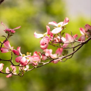 Preview wallpaper dogwood, flowers, petals, branch, blur