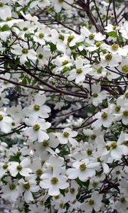 Preview wallpaper dogwood, white, flower, garden, branches