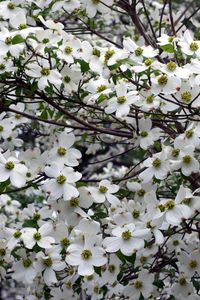 Preview wallpaper dogwood, white, flower, garden, branches