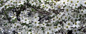 Preview wallpaper dogwood, white, flower, garden, branches