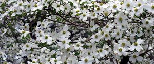 Preview wallpaper dogwood, white, flower, garden, branches