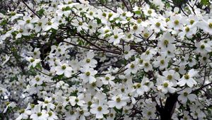 Preview wallpaper dogwood, white, flower, garden, branches