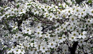 Preview wallpaper dogwood, white, flower, garden, branches