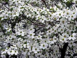 Preview wallpaper dogwood, white, flower, garden, branches