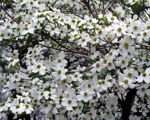 Preview wallpaper dogwood, white, flower, garden, branches