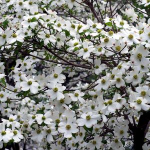 Preview wallpaper dogwood, white, flower, garden, branches